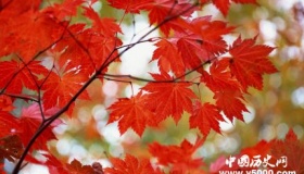 枫叶的寓意枫叶象征着什么意思？