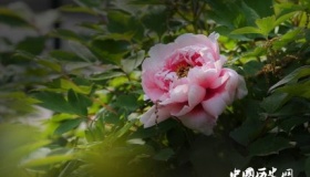 牡丹为什么代表富贵牡丹象征富贵的原因是什么？