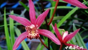 兰花的寓意和象征有关兰花的诗词有哪些？