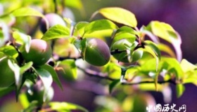 青梅的寓意为什么用青梅成熟比喻少女怀春？