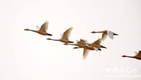 鸿鹄是什么鸟鸿鹄的寓意鸿鹄之志是什么意思？