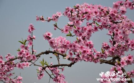桃花的寓意和象征关于桃花的诗词有哪些？
