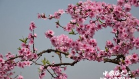 桃花的寓意和象征关于桃花的诗词有哪些？