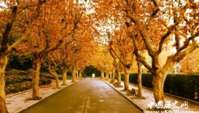 梧桐的寓意梧桐树为什么能引来金凤凰？