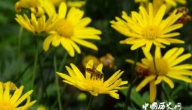 菊花为什么代表隐士菊花被叫花中隐士的原因