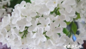 丁香的寓意和象征有关丁香花的诗词有哪些？