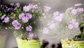 2019北京迎春年宵花展开幕时间地点花卉品种售价多少