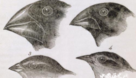 《物种起源》作者是谁物种起源内容观后感历史影响介绍