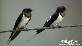 燕子的寓意燕子象征着什么意义？