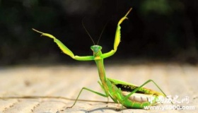 全球昆虫数目减少详情原因介绍全球哪些昆虫数目减少严重？