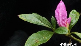 杜鹃的寓意和象征家里为什么不放杜鹃花？