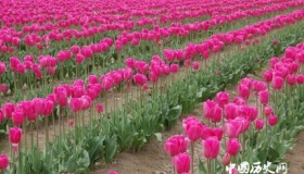 郁金香的花语和寓意郁金香适合送给什么人？