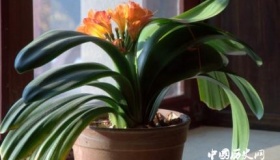 君子兰的寓意和象征君子兰为什么不能送人？