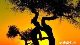 连理枝简介连理枝的诗句连理枝是什么植物？