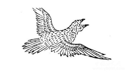比翼鸟简介比翼鸟的寓意比翼鸟到底是什么鸟？