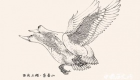 比翼鸟简介比翼鸟的寓意比翼鸟到底是什么鸟？