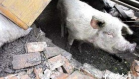 猪坚强12岁猪坚强地震生还之谜猪坚强现状如何？