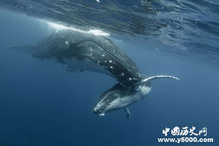巴西惊现头鲸尸体座头鲸种群生存现状怎么样？