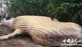 巴西惊现头鲸尸体座头鲸种群生存现状怎么样？