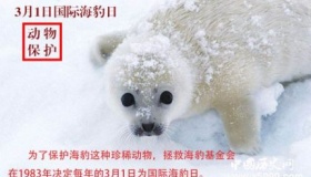 国际海豹日简介国际海豹日主题国际海豹日的活动有哪些？