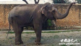 世上最悲伤大象去世圈养43年终年47岁