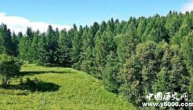 中国成人工造林最多国家人工造林有什么特点和原则？