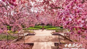 日本樱花节的由来简介日本赏樱花最佳时间是什么时候？