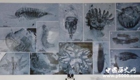 宜昌现清江生物群寒武纪生命大爆发的原因是什么？