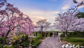 武大樱花5G直播武大樱花5G直播有什么不一样