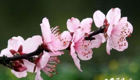 桃花梨花樱花杏花怎么区分有哪些特点