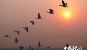 大雁在诗词中的寓意 关于大雁的诗词有哪些？