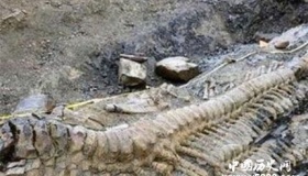 1962昆仑山螳螂人之谜 昆仑山螳螂人是真的吗？