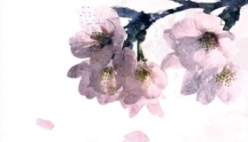 落花的寓意 落花比喻什么？