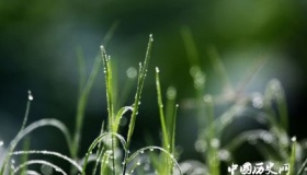 芳草的寓意和意象 芳草主要指哪些花？