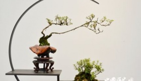 盆景的由来 盆景五大流派是什么？