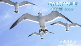 电影《动物出击》导演冯小宁导演经历和作品介绍