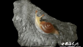 玉雕发展历史 玉雕的寓意有哪些？