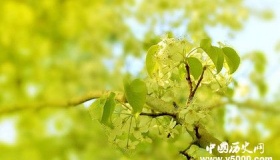 描写夏天的诗句_描写夏天的诗句有哪些？