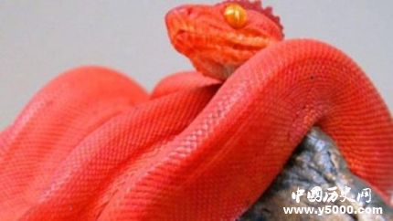 鸡冠蛇传说之谜-鸡冠蛇真的存在吗？