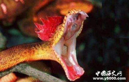 鸡冠蛇传说之谜-鸡冠蛇真的存在吗？