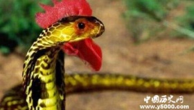 鸡冠蛇传说之谜-鸡冠蛇真的存在吗？