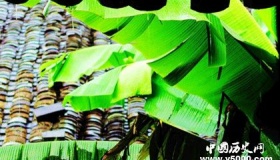 芭蕉的在诗词中是怎样的形象 关于芭蕉的诗词都有哪些