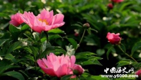 芍药在诗词中的寓意 关于芍药的诗词有哪些