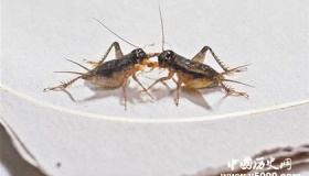 诗词中通过蟋蟀表达什么情感