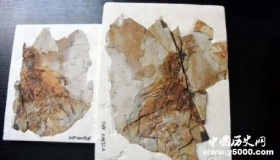 中国发现1.6亿年前侏罗纪具膜质翅膀恐龙