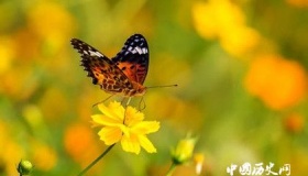 词牌名《蝶恋花》的来源及格律是怎样的