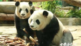 大熊猫认脸APP即将上市 大熊猫不再“都一样”