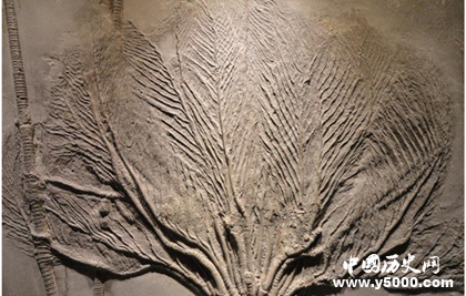 什么是化石_化石有哪些分类_中国历史网