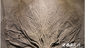 化石的分类介绍 什么是化石