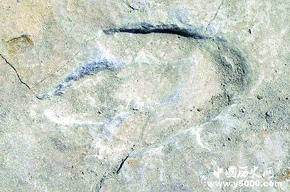 遗迹化石的特征_遗迹化石的研究价值_中国历史网